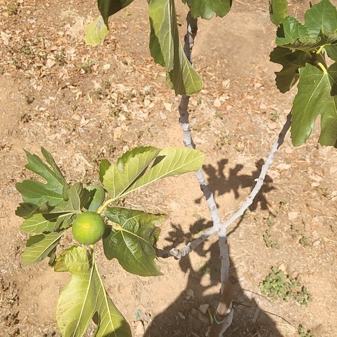 Photo of the plant species Brown Turkey Fig by @ActiveAcajou97 named Tolkien on Greg, the plant care app