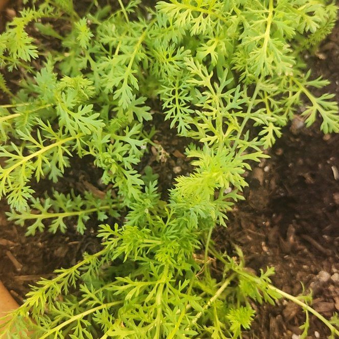 Photo of the plant species Milfoil by @ActiveAcajou97 named McKinley on Greg, the plant care app