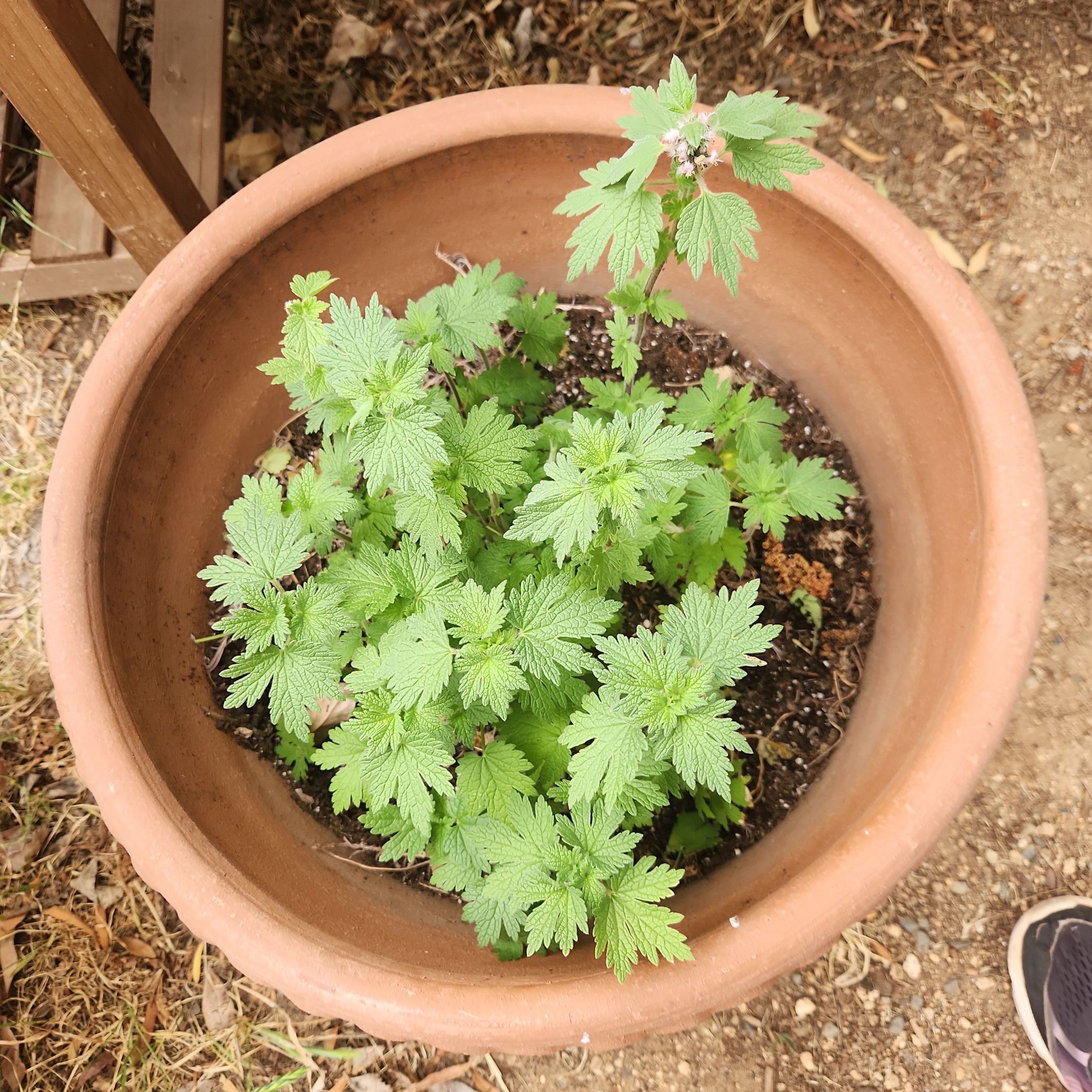 Photo of the plant species Leonurus Cardiaca by @ActiveAcajou97 named Gobi on Greg, the plant care app