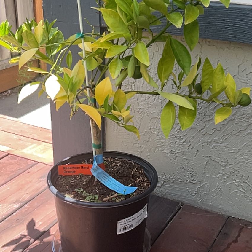 Photo of the plant species Robertson Navel Orange Tree by @ModernBlue70 named Robert on Greg, the plant care app