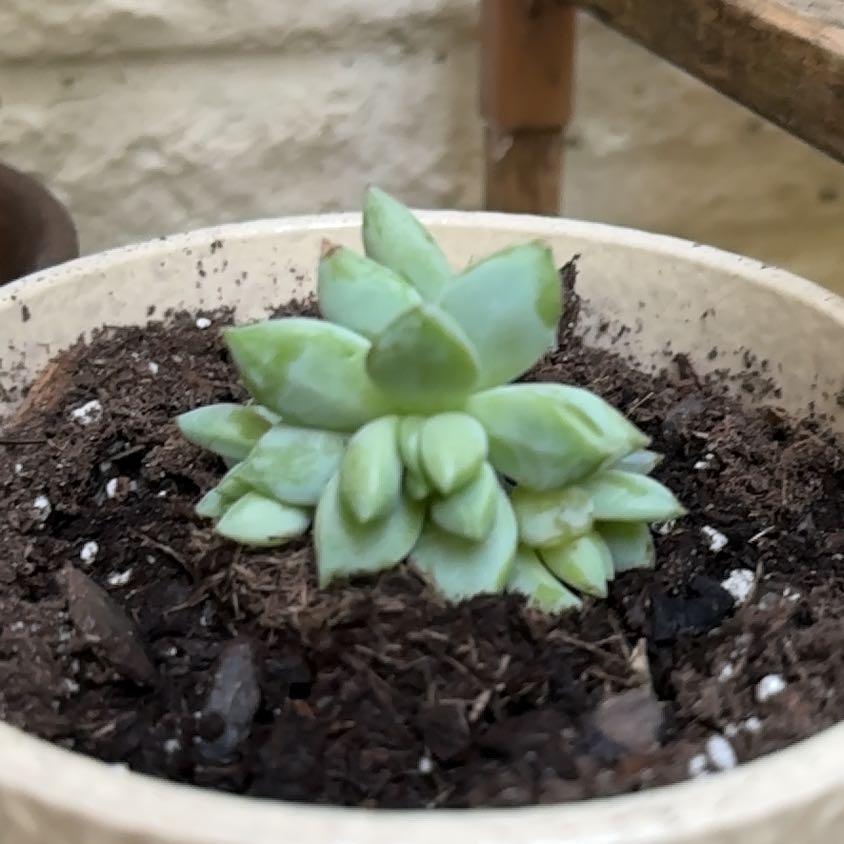 Photo of the plant species SEDEVERIA PERIDOT P by @MentorCorrea81 named Perri on Greg, the plant care app