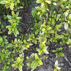 Photo of the plant species Blue Mountain Lilac by @ZappyGreen37 named Einstein on Greg, the plant care app