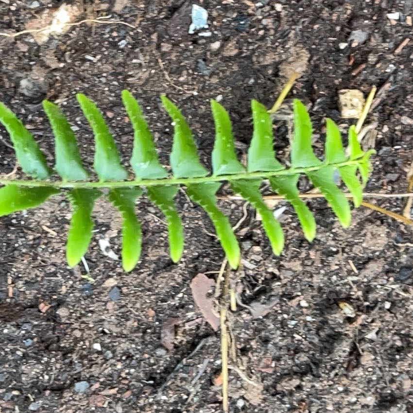 Photo of the plant species Christmas Fern by @ZappyGreen37 named Peter Parker on Greg, the plant care app