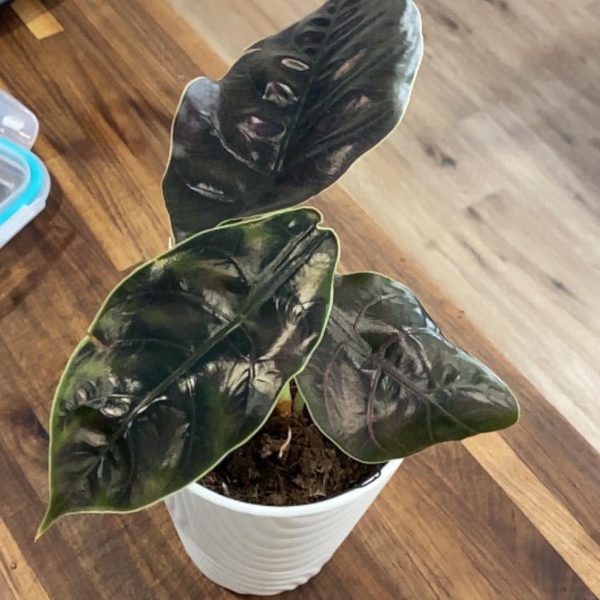 Photo of the plant species Alocasia Azlanii Variegated by @PractisedRedlog named Madonna on Greg, the plant care app