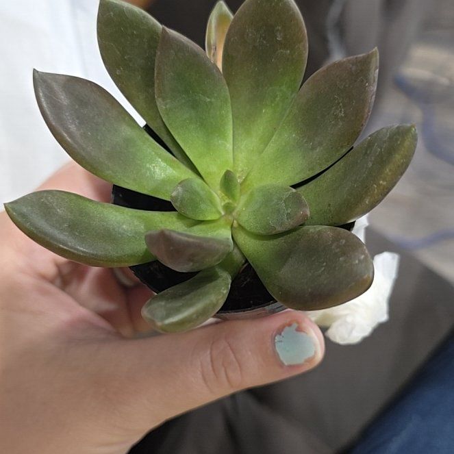 Photo of the plant species Graptoveria Juliana by @PerkyRiberry22 named Spike Leaves on Greg, the plant care app