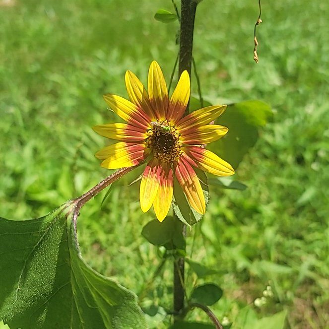 Photo of the plant species Tall Sunflower by @PetBushgrass81 named Coco on Greg, the plant care app