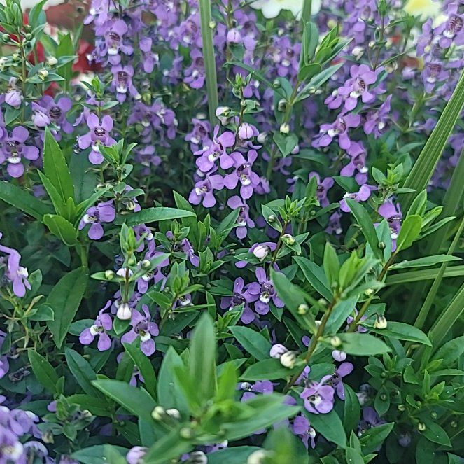 Photo of the plant species Rock Soapwort by @PetBushgrass81 named Delilah on Greg, the plant care app