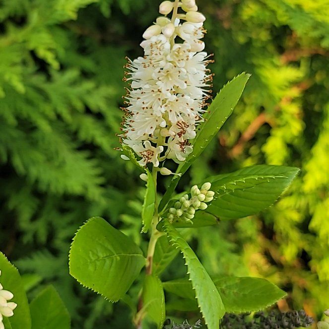 Photo of the plant species Coastal Sweet Pepperbush by @PetBushgrass81 named Austen on Greg, the plant care app