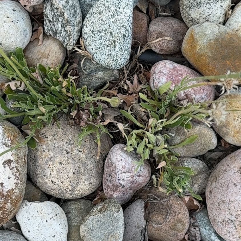 Photo of the plant species European Searocket by @HoorayOlneya80 named Fernie Mercury on Greg, the plant care app