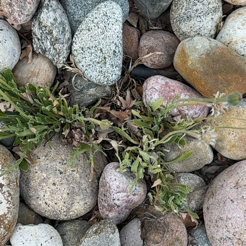 Photo of the plant species Sea Campion by @HoorayOlneya80 named Lebron on Greg, the plant care app