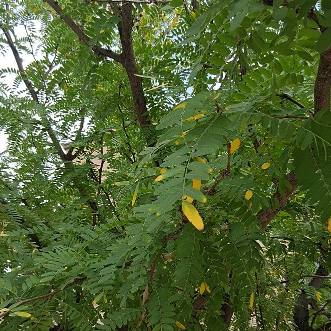 Photo of the plant species Tipa by @GnarlyRainbow61 named Bieber on Greg, the plant care app