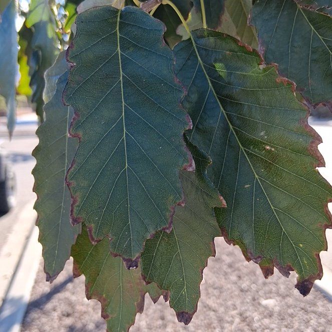 Photo of the plant species Chinkapin Oak by @GnarlyRainbow61 named Stella on Greg, the plant care app