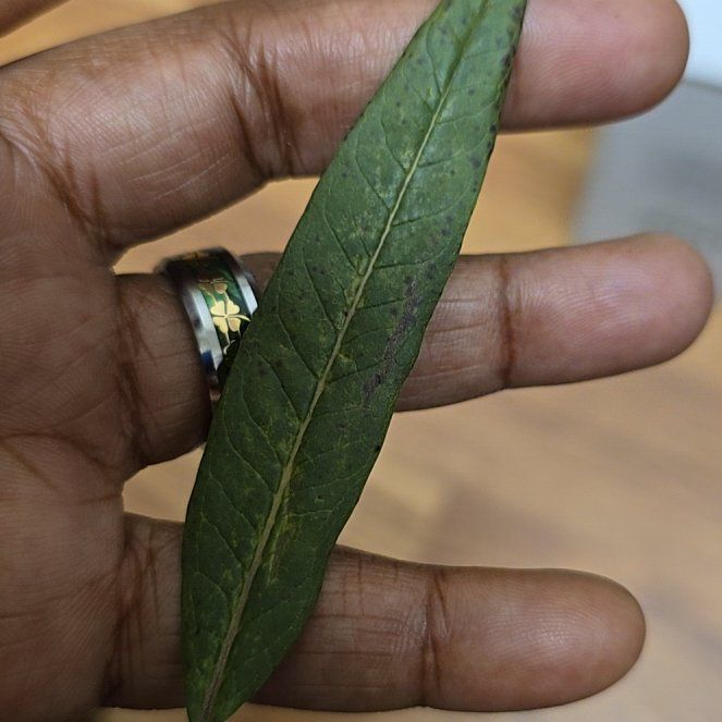 Photo of the plant species Milkweed by @TopPomelo60 named Morgan Treeman on Greg, the plant care app
