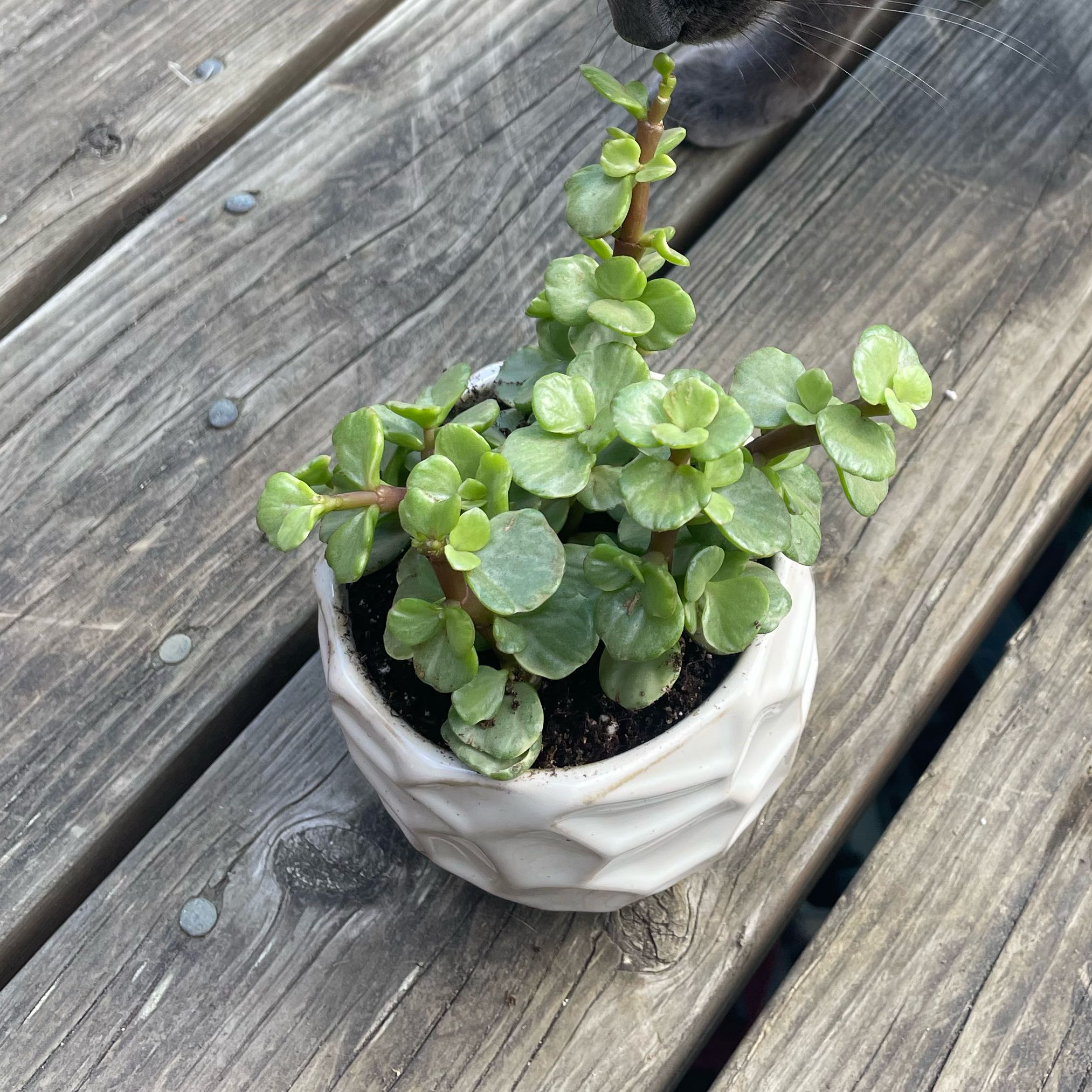 Photo of the plant species Portulacaria afra 'Manny' by @MusicalBibi named Marley on Greg, the plant care app