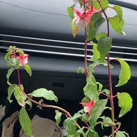 Plant care for Fuchsia 'Landgoed Hulshorst' on Greg, the plant care app
