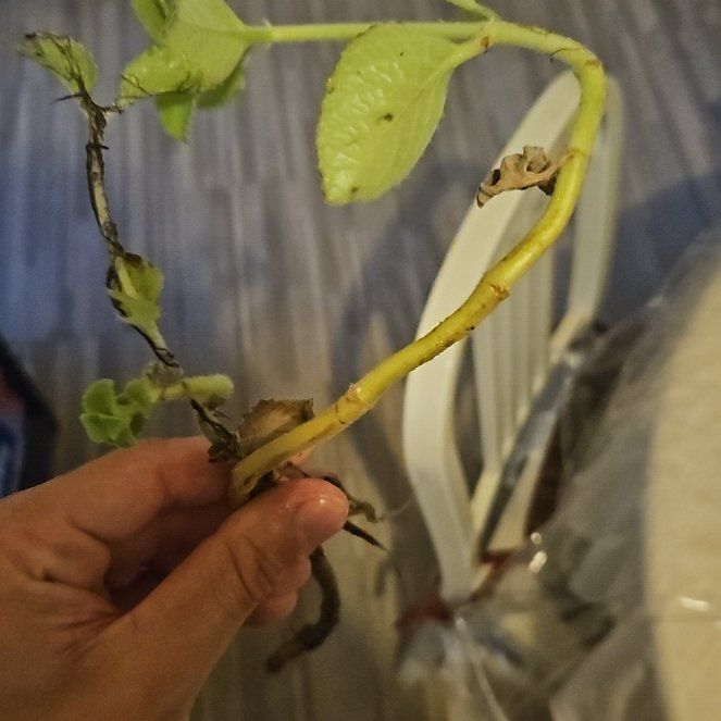 Photo of the plant species Bitternut Hickory by @SizableKaro44 named LiloStitch on Greg, the plant care app