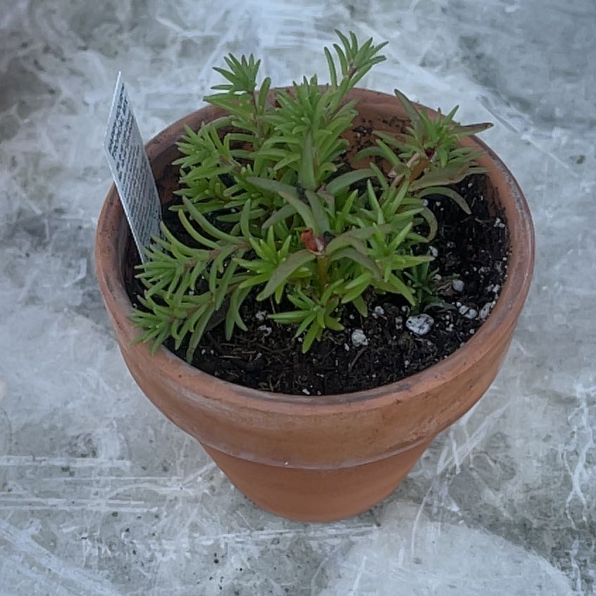 Photo of the plant species Portulaca by @YummyMangotree named Orwell on Greg, the plant care app