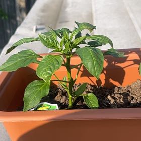 Photo of the plant species Banana Pepper by @YummyMangotree named Bruce Lee on Greg, the plant care app