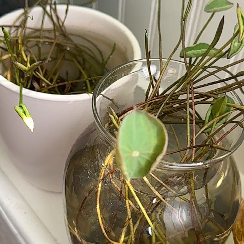 Photo of the plant species Lotus by @CaringMelon48 named Zion on Greg, the plant care app