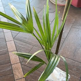 Photo of the plant species Windmill Palm 'Naggy' by @FreshCatnip78 named Pool Palms on Greg, the plant care app