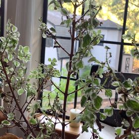 Photo of the plant species Hemizygia candy kisses by @CozyVeilwort55 named Marilyn on Greg, the plant care app
