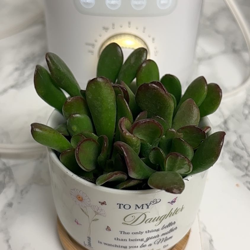 Photo of the plant species Sunset Gollum Jade by @InformedTipa79 named LiloStitch on Greg, the plant care app