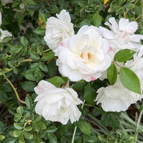 Photo of the plant species Iceberg Rose by @ModernWaterfern named Bieber on Greg, the plant care app