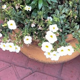 Photo of the plant species White Buttercup by @UpbeatOregano39 named Foxxy on Greg, the plant care app