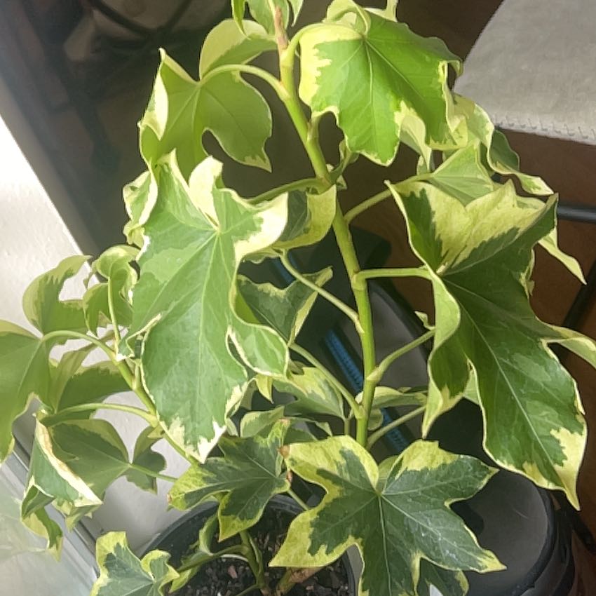 Photo of the plant species Fatshedera hybrid by @ProfuseFanmoss1 named Leonardo on Greg, the plant care app