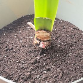 Photo of the plant species Minerva Amaryllis by @EngagingBetel17 named McGonagal on Greg, the plant care app