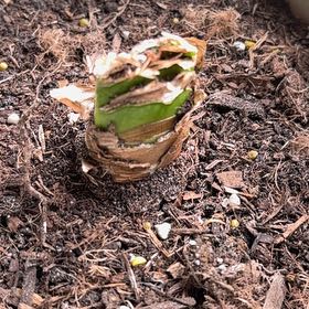 Photo of the plant species Minerva Amaryllis by @EngagingBetel17 named Minerva on Greg, the plant care app