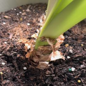 Photo of the plant species Minerva Amaryllis by @EngagingBetel17 named Minerva on Greg, the plant care app