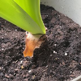 Photo of the plant species Minerva Amaryllis by @EngagingBetel17 named McGonagall on Greg, the plant care app