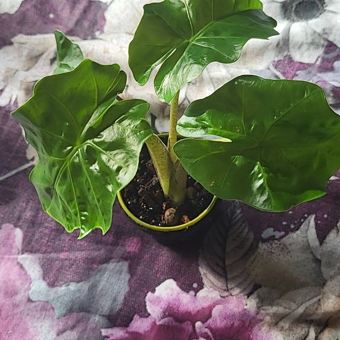 Photo of the plant species elepant ears by @neonlove named Navajo on Greg, the plant care app
