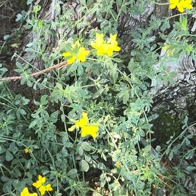 Photo of the plant species Bird's-Foot Trefoil by @ProTricolor54 named Sigmund on Greg, the plant care app