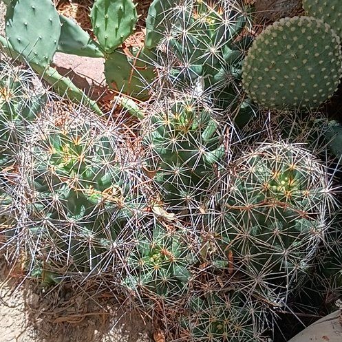 Photo of the plant species Big Needle Cactus by @TryGuayule25 named Orwell on Greg, the plant care app