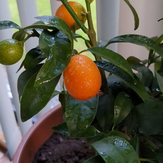 Photo of the plant species Nagami Kumquat by @BoisterousRose3 named Delilah on Greg, the plant care app