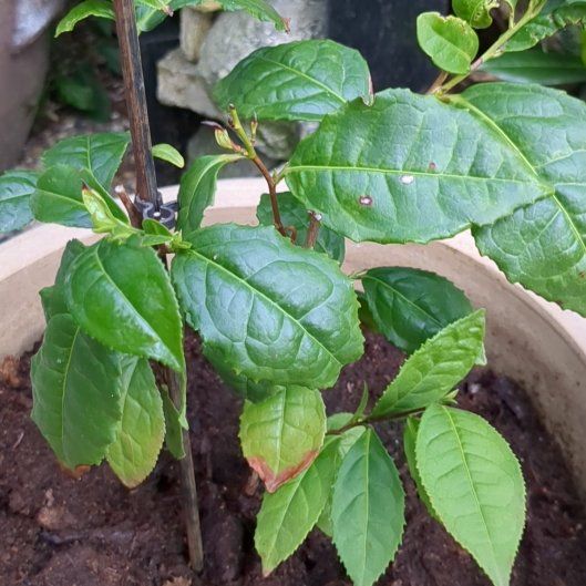 Photo of the plant species Tea by @BoisterousRose3 named Keanu Leaves on Greg, the plant care app