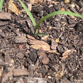 Photo of the plant species Nodding Onion by @HandyGrecianfir named Planty on Greg, the plant care app
