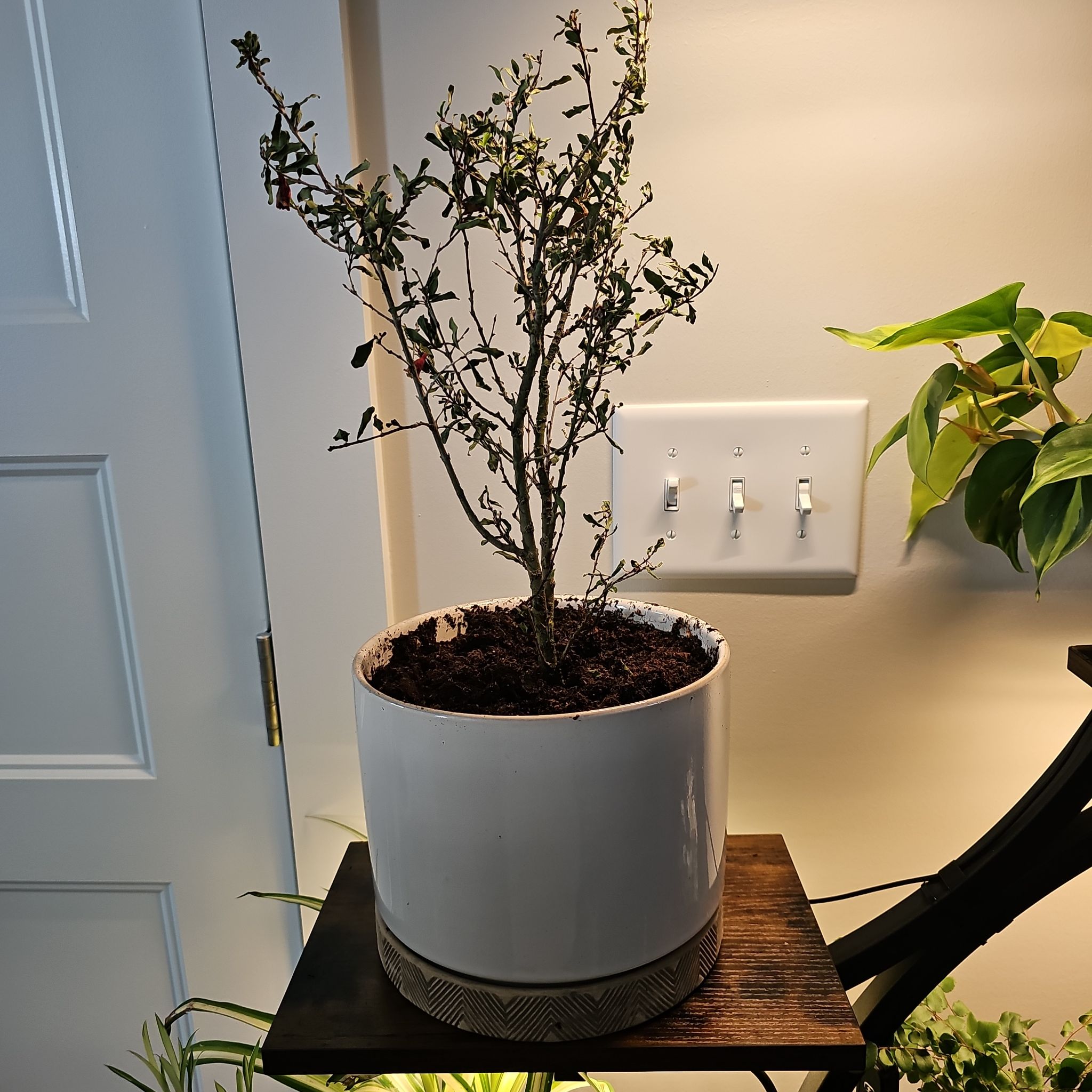 Photo of the plant species Dwarf Pomegranate by @StockyHedera79 named Kesha on Greg, the plant care app