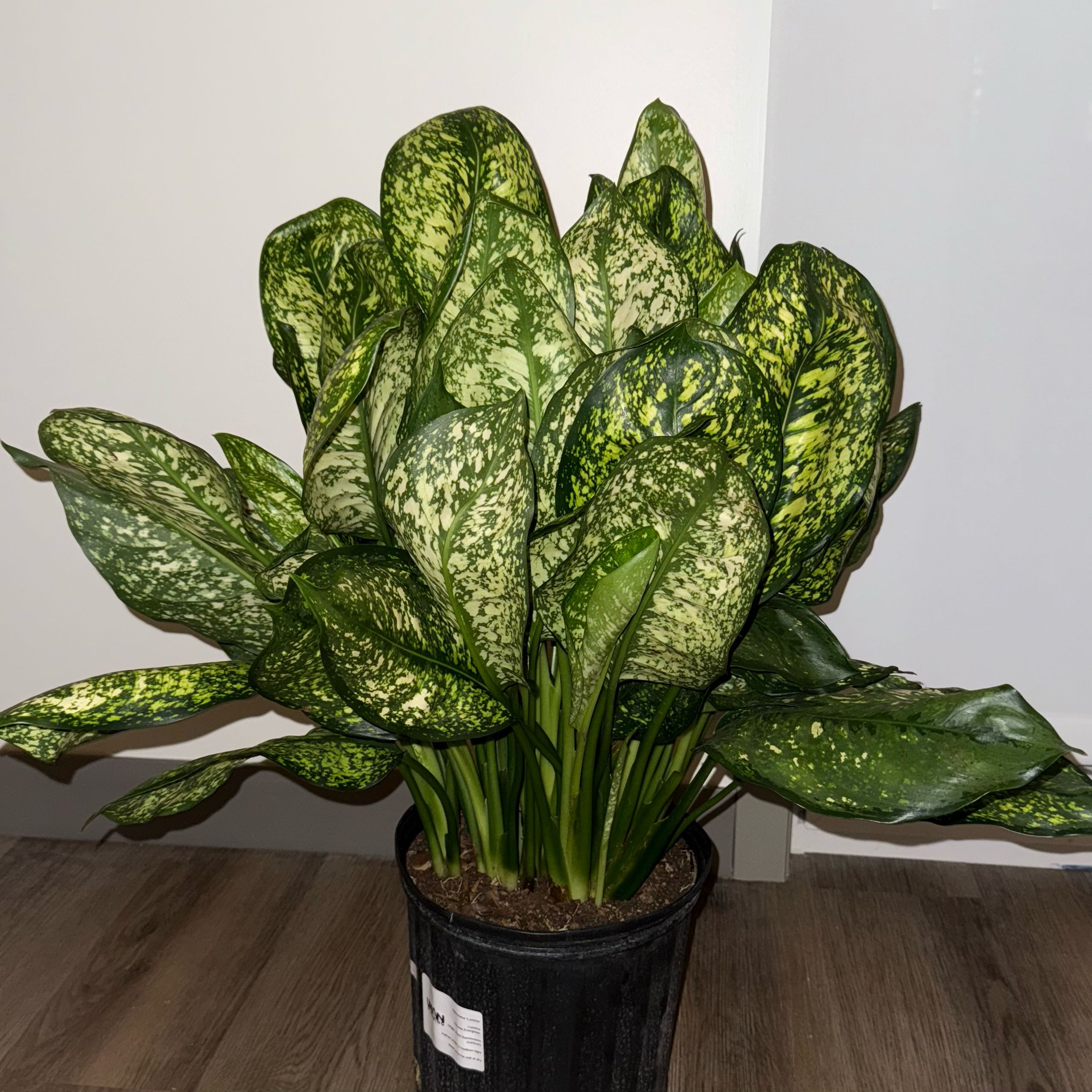 Plant care for Arisaema 'Jack Frost' on Greg, the plant care app