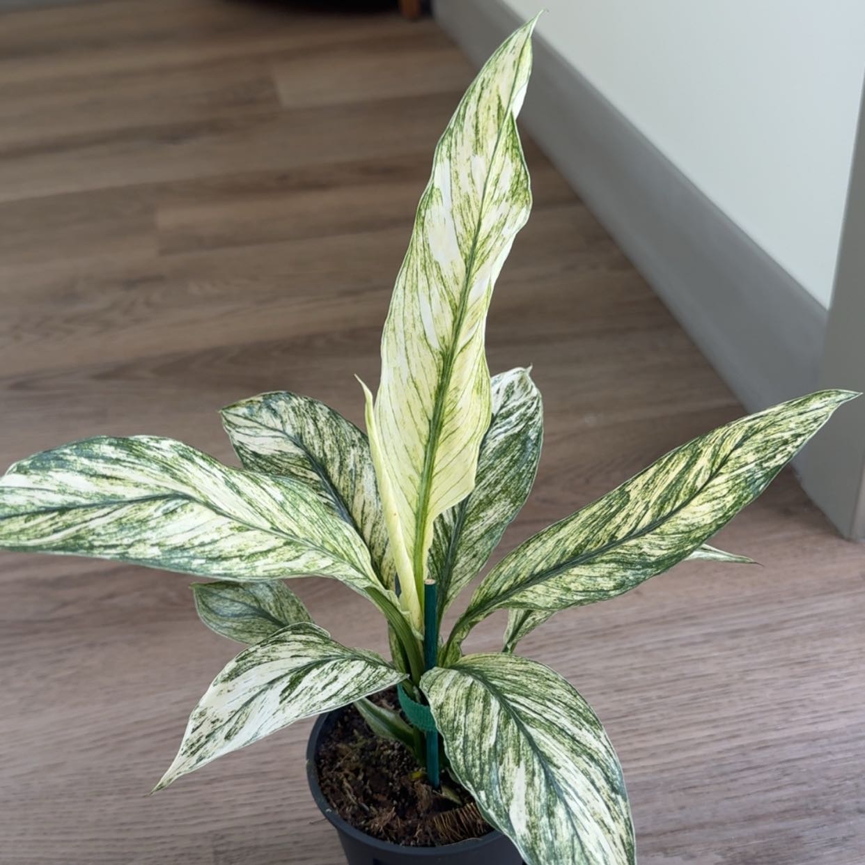 Photo of the plant species Spath sensation by @PurelyBokchoi68 named Kath on Greg, the plant care app