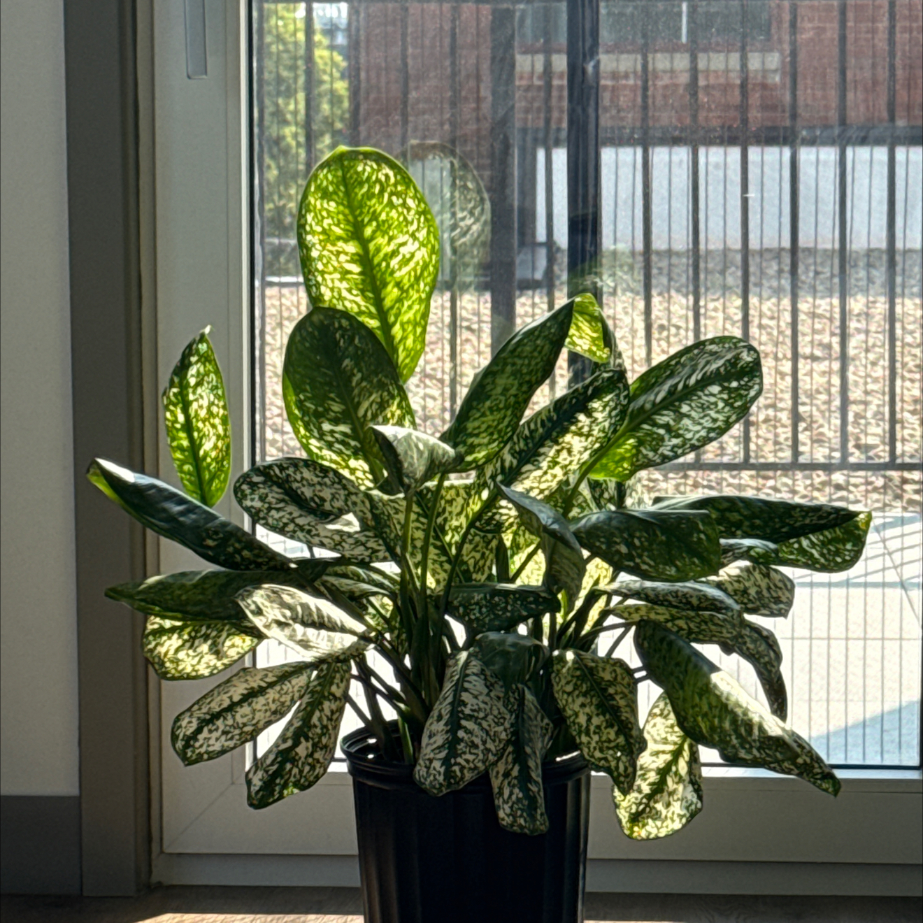 Photo of the plant species Aglaonema 'Lumina' by @PurelyBokchoi68 named Bodhi on Greg, the plant care app