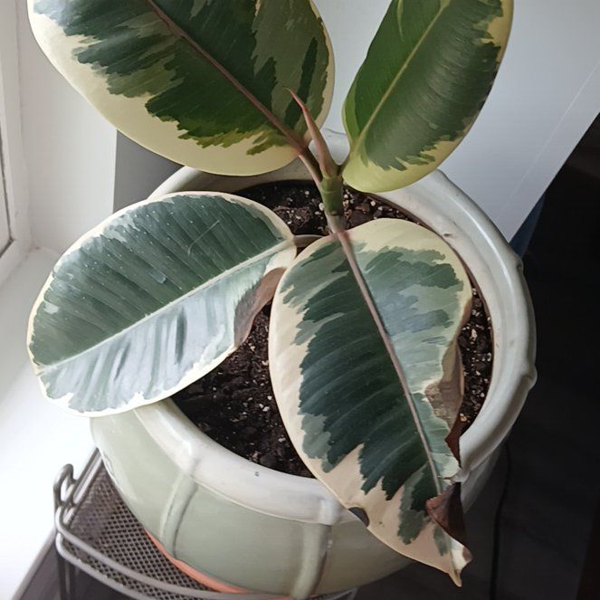Photo of the plant species Rubber Plant by @OpportuneNoni named Gladiator on Greg, the plant care app