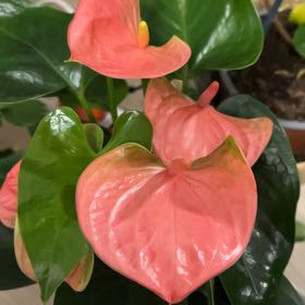 Photo of the plant species Flamingo Flower by @HipAglaonema94 named Bigleef Smalls on Greg, the plant care app