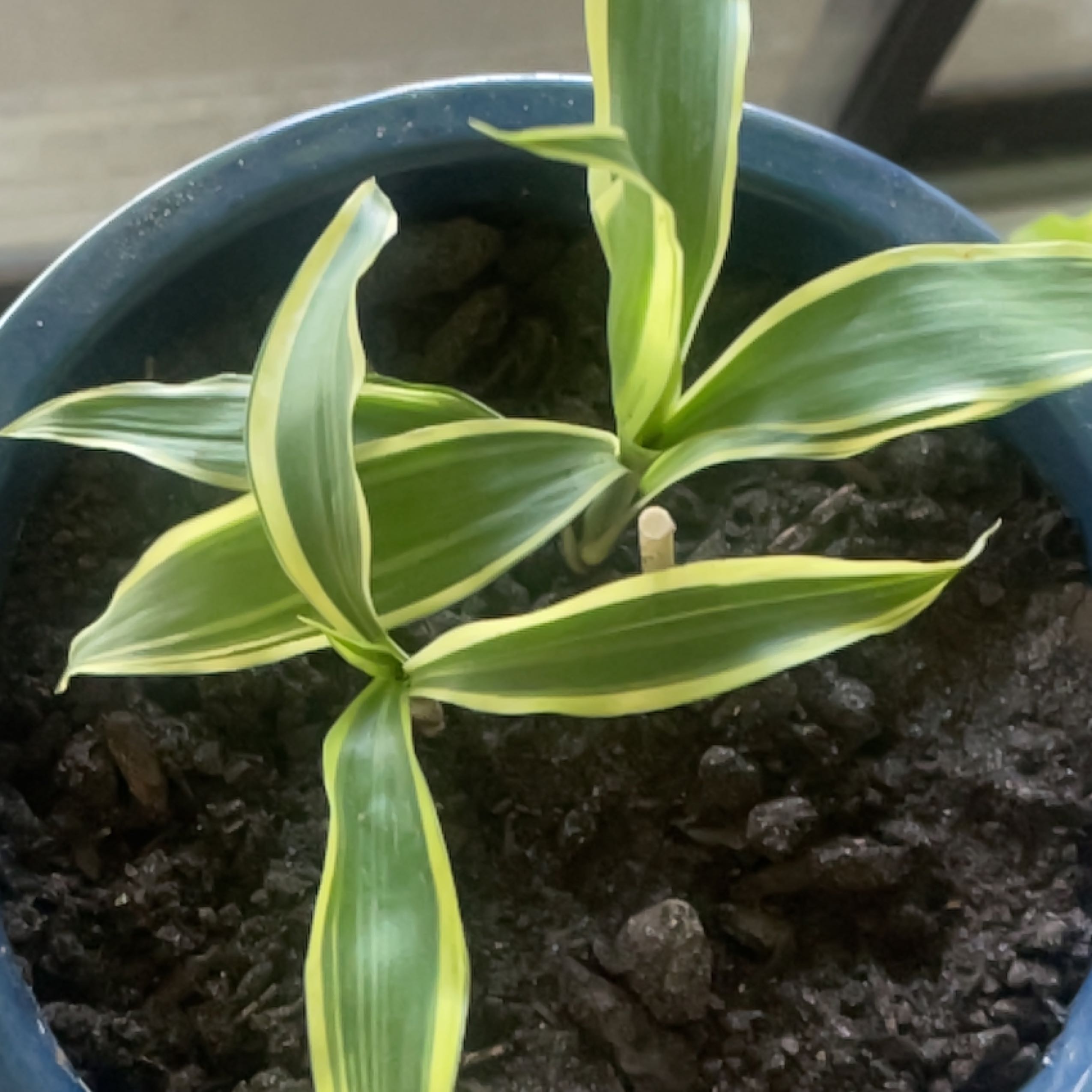 Dracaena 'Lemon Lime' plant in a pot with visible soil, healthy green and yellow-striped leaves.