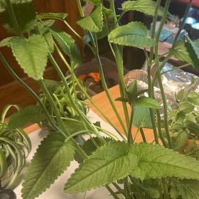 Photo of the plant species Common Hedgenettle by @ConfidentOkra41 named Remington on Greg, the plant care app