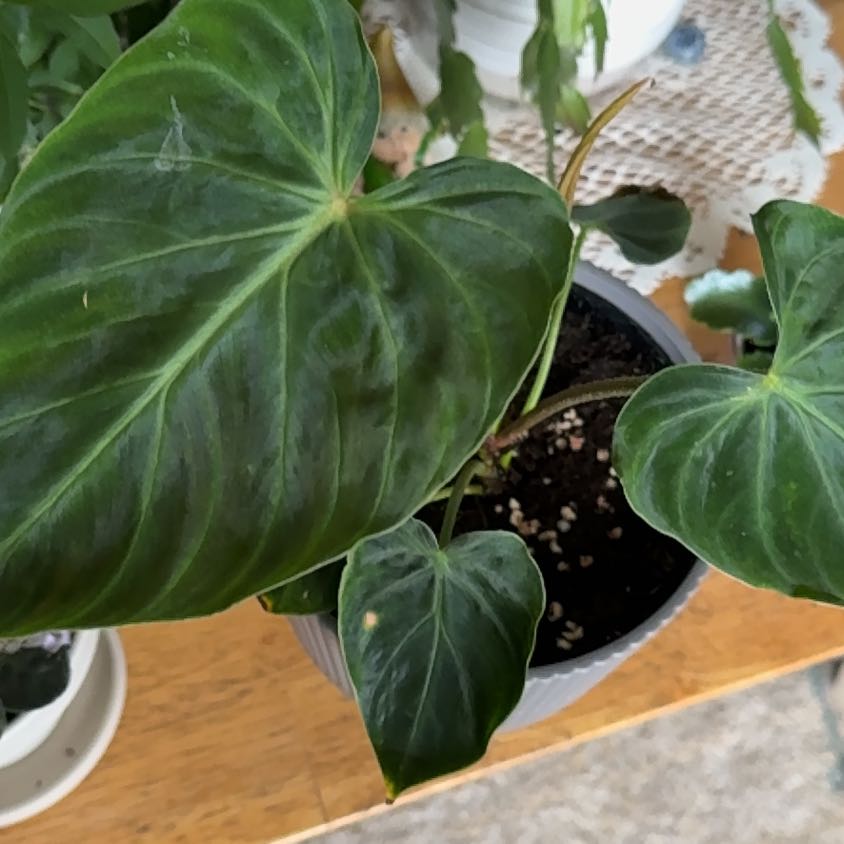 Photo of the plant species Philodendron verrucosum 'Tambillo' by @VipClusia70 named Oscar on Greg, the plant care app