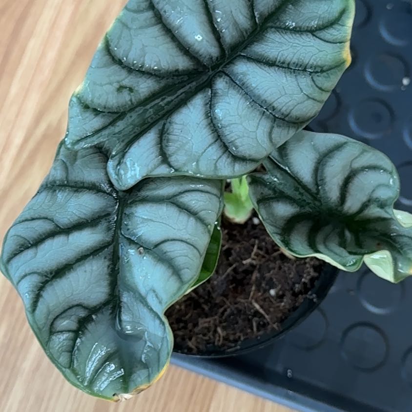 Photo of the plant species Alocasia Baginda Silver Dragon by @VipClusia70 named Madonna on Greg, the plant care app