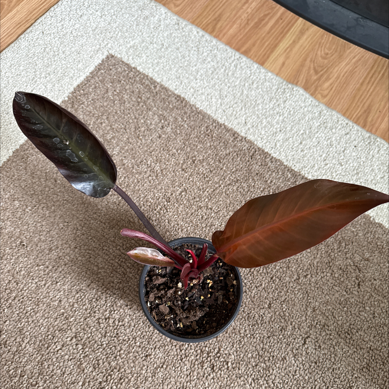 Photo of the plant species Kathleen philodendron by @VipClusia70 named Kathleen on Greg, the plant care app